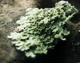 lichen